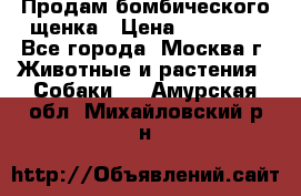 Продам бомбического щенка › Цена ­ 30 000 - Все города, Москва г. Животные и растения » Собаки   . Амурская обл.,Михайловский р-н
